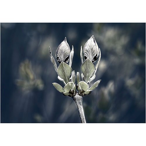 fotografia artystyczna  Marta Konieczny  bez  botaniczna  rośliny  kwiaty  czarno- biała