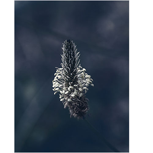 plantago lanceoata art foto photo art black and white nature plants wild nature macro photography decoration home best popular beautiful Marta Konieczny