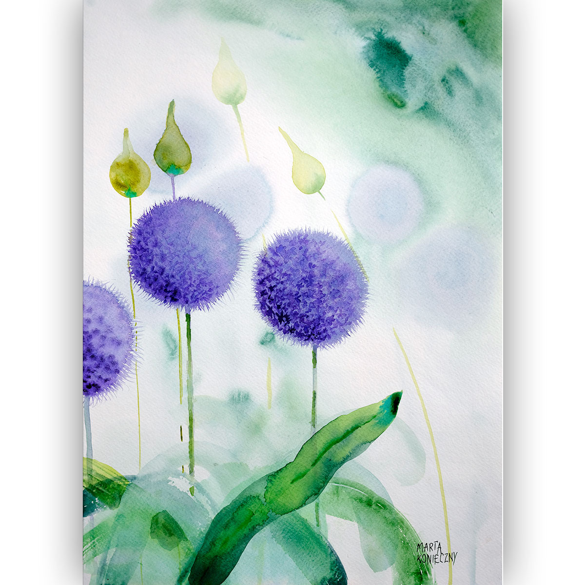 Watercolour: three violet globe heads of ornamental allium on straight green stems, with four yellow-green teardrop buds beside them; a large deep green leaf below, the ground washed in greens and white