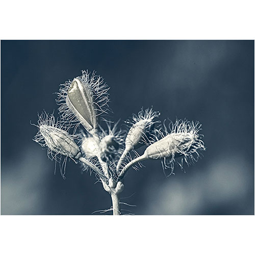 art foto photo art black and white nature plants wild nature macro photography decorhome best popular beautiful Marta Konieczny wild plant in Poland Chelidonium majus