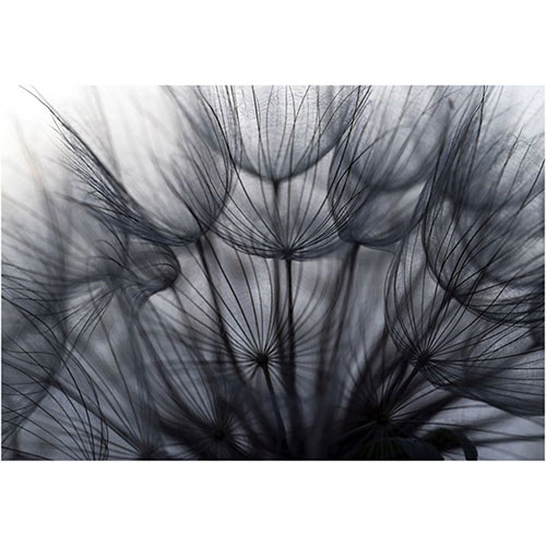 art foto photo art black and white nature plants wild nature macro photography decoration home best popular beautiful Marta Konieczny dandelion seeds