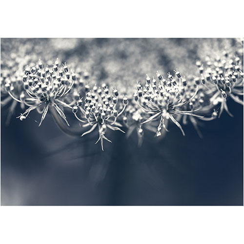 art foto photo art black and white nature plants wild nature macro photography decoration home best popular beautiful Marta Konieczny Daucus carota seeds flower