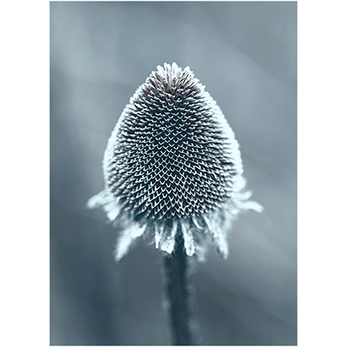 art foto photo art black and white nature plants wild nature macro photography decoration home best popular beautiful Marta Konieczny echinacea flower plant in winter