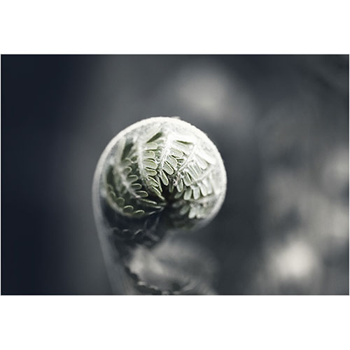 art foto photo art black and white nature plants wild nature macro photography decoration home best popular beautiful Marta Konieczny garden fern young leaves