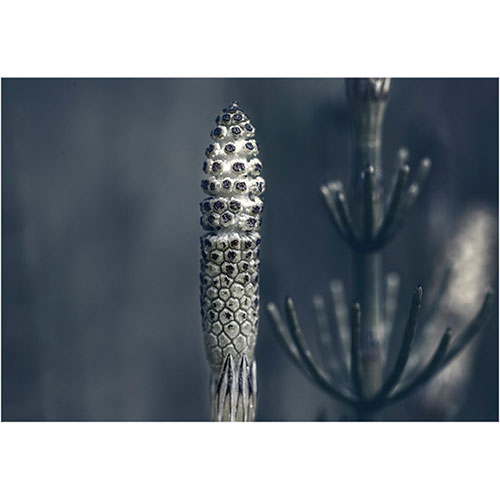 art foto photo art black and white nature plants wild nature macro photography decoration home best popular beautiful Marta Konieczny Equisetum arvense