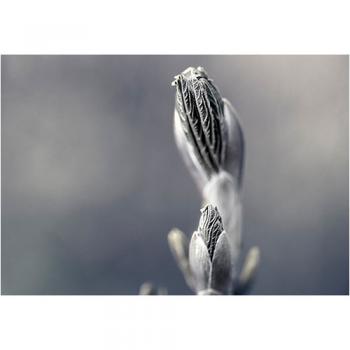 art foto photo art black and white nature plants wild nature macro photography decoration home best popular beautiful Marta Konieczny leaves buds spring young