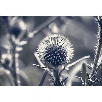 art foto photo art black and white nature plants wild nature macro photography decoration home best popular beautiful Marta Konieczny thistle carduus