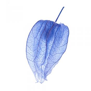 Physalis peruviana, fotografia autorska, oryginalna, artystyczna, miechunka peruwiańska, niebieski pączek, widoczne żyłkowanie