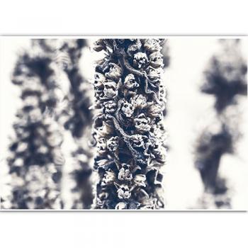 fotografia artystyczna czarno-biała natura rośliny przyroda Marta Konieczny dzikie polskie rosnące w Polsce popularne chwasty fotografia natury makrofotografia powiększenia kwiaty badyle dziewanna sepia