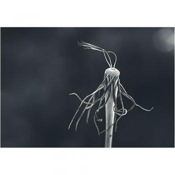 art foto photo art black and white nature plants wild nature macro photography decoration home best popular beautiful Marta Konieczny dandelion, Taraxacum officinale