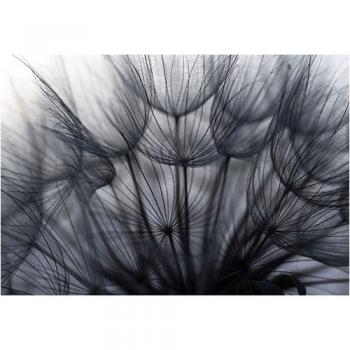 art foto photo art black and white nature plants wild nature macro photography decoration home best popular beautiful Marta Konieczny dandelion seeds