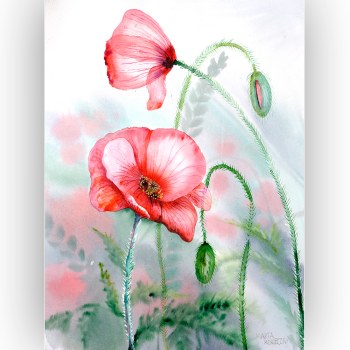 Watercolour: two red poppies on hairy curving stems — the upper one tilted with a drooping petal, the lower facing the viewer with a dark centre; two closed buds beside them, the ground blurred in greens and pinks