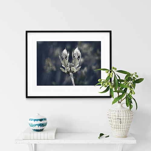 art foto photo art black and white nature plants wild nature macro photography decoration home best popular beautiful Marta Konieczny lilac leaves framed black frame