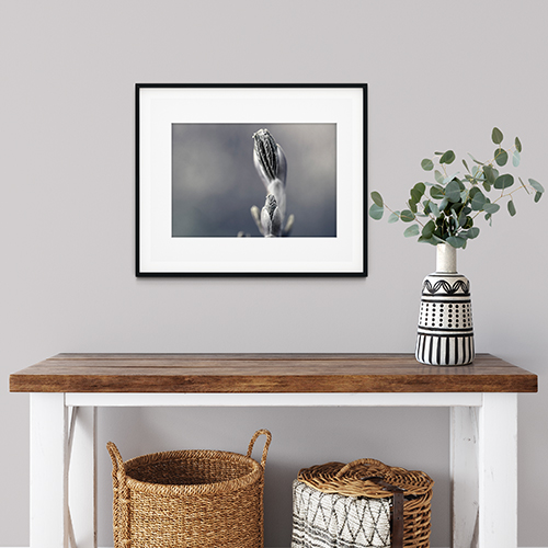 art foto photo art black and white nature plants wild nature macro photography decoration home best popular beautiful Marta Konieczny young leaves buds framed spring plant