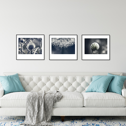 art foto photo art black and white nature plants wild nature macro photography decoration home best popular beautiful Marta Konieczny carduus framed thistle