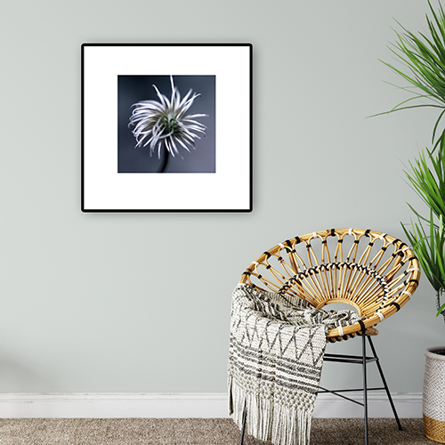 art foto photo art black and white nature plants wild nature macro photography decoration home best popular beautiful Marta Konieczny cotinus framed