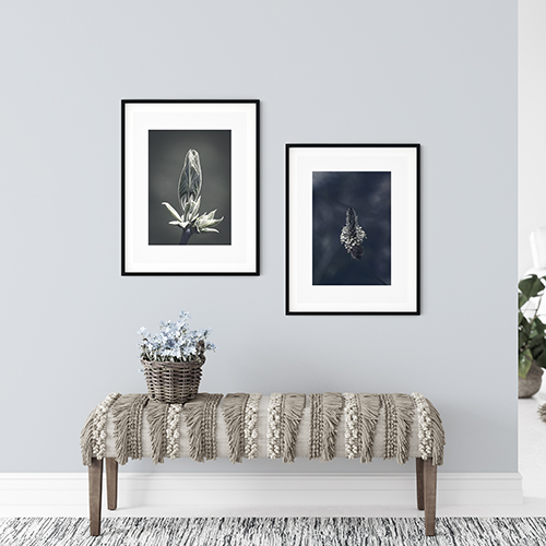 art foto photo art black and white nature plants wild nature macro photography plant flower decoration home best popular beautiful Marta Konieczny plantago lanceolata framed