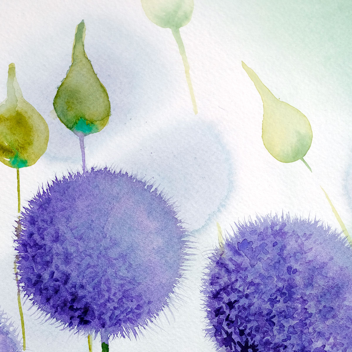 FLOWERING ALLIUM