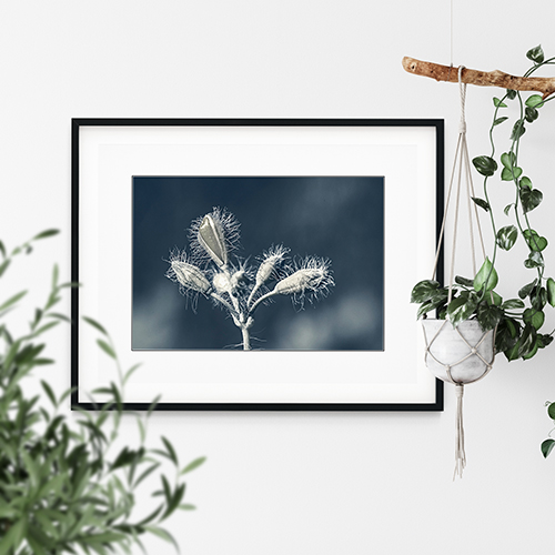 art foto photo art black and white nature plants wild nature macro photography decorhome best popular beautiful Marta Konieczny wild plant from polish meadow framed