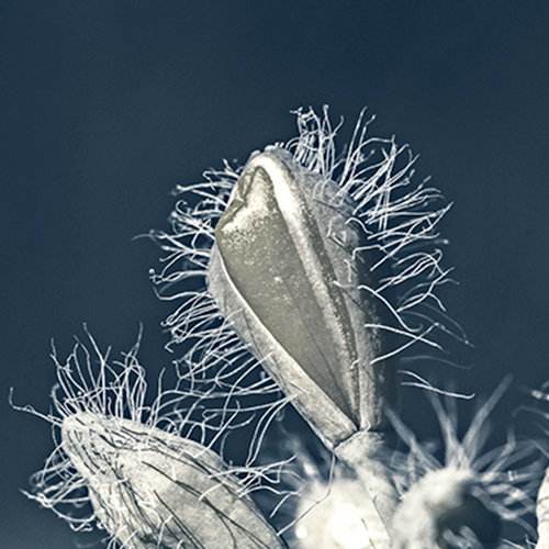 art foto photo art black and white nature plants wild nature macro photography decorhome best popular beautiful Marta Konieczny wild plant from polish meadow poland