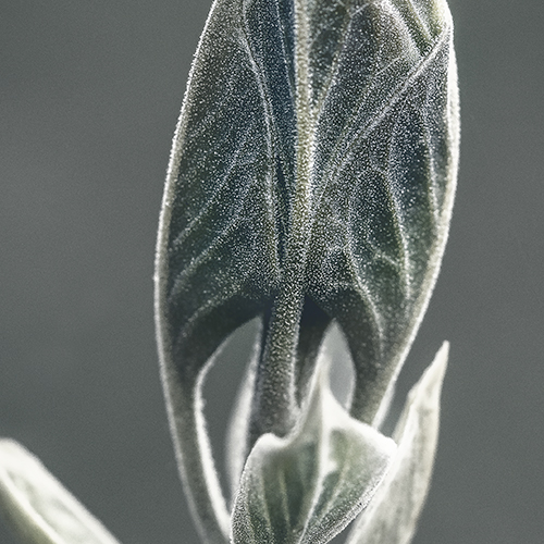 art foto photo art black and white nature plants wild nature macro photography decoration home best popular beautiful Marta Konieczny young leaf bud green