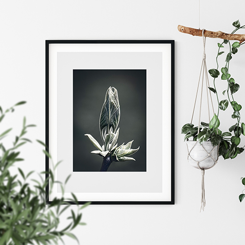 art foto photo art black and white nature plants wild nature macro photography decoration home best popular beautiful Marta Koniecznyyoung leaf bud spring april framed