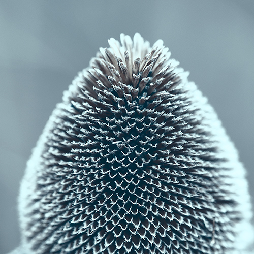 art foto photo art black and white nature plants wild nature macro photography decoration home best popular beautiful Marta Konieczny echinacea plant single flower in winter