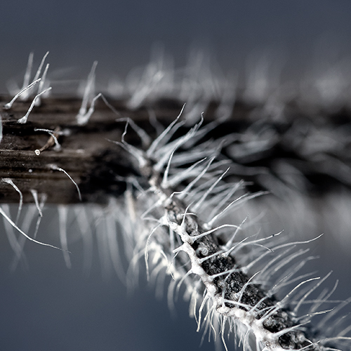 art foto photo art black and white nature plants wild nature macro photography decoration home best popular beautiful Marta Konieczny plant in winter in February polish garden