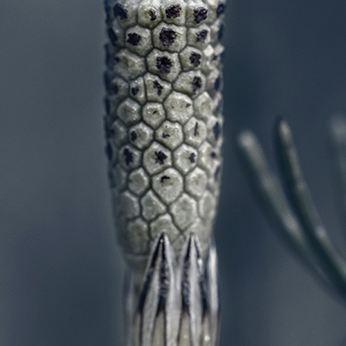 Equisetum arvense fragment art foto photo art black and white nature plants wild nature macro photography decoration home best popular beautiful Marta Konieczny