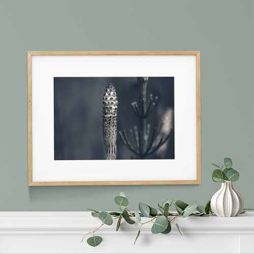 art foto photo art black and white nature plants wild nature macro photography decoration home best popular beautiful Marta Konieczny framed Equisetum arvense