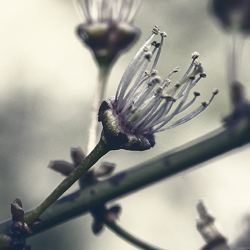 art foto photo art black and white nature plants wild nature macro photography decoration home best popular beautiful Marta Konieczny cherry tree flowers green